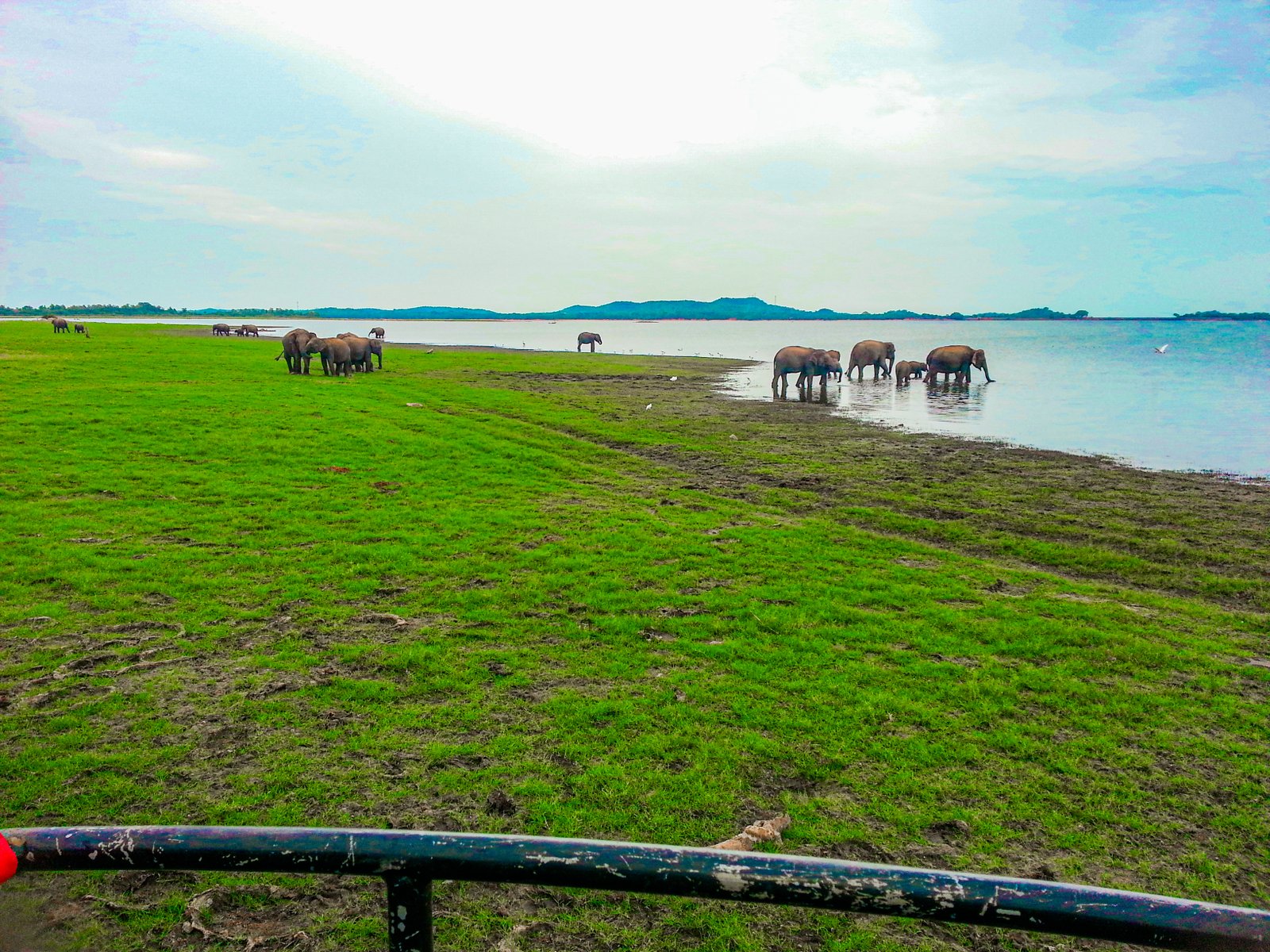 Elephant Gathering at Minneriya