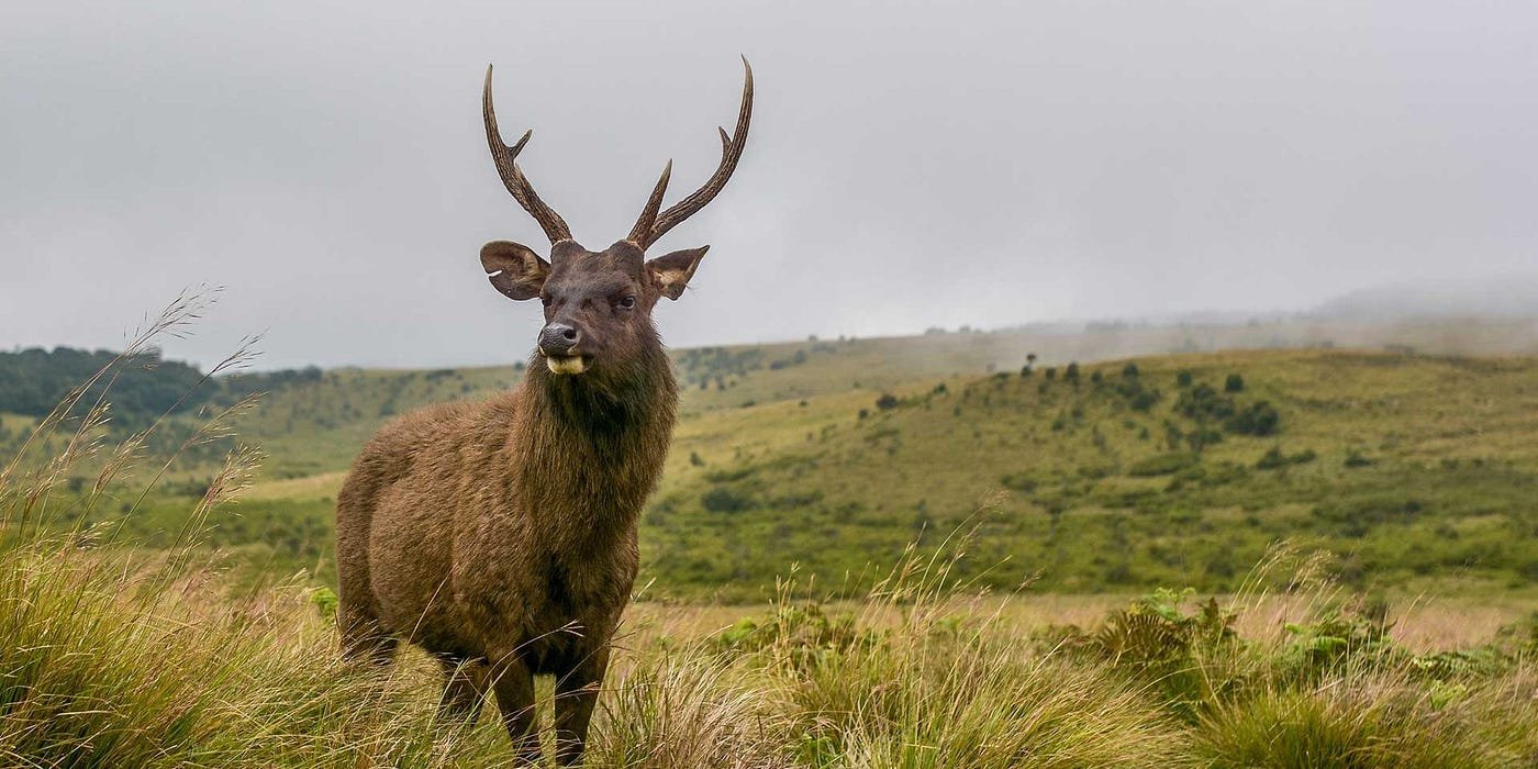Horton Plains