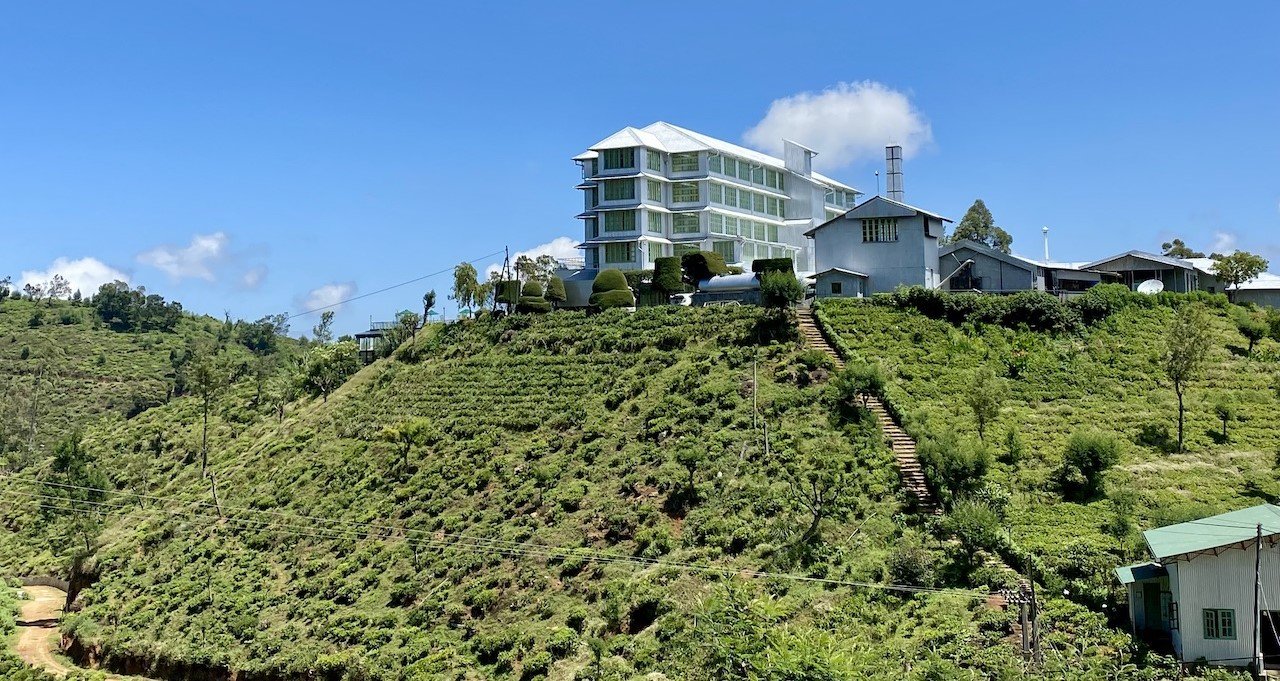 Tea Plantation in Hatton