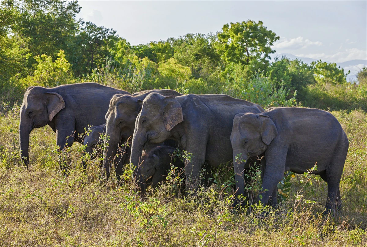 Udawalawe National Park