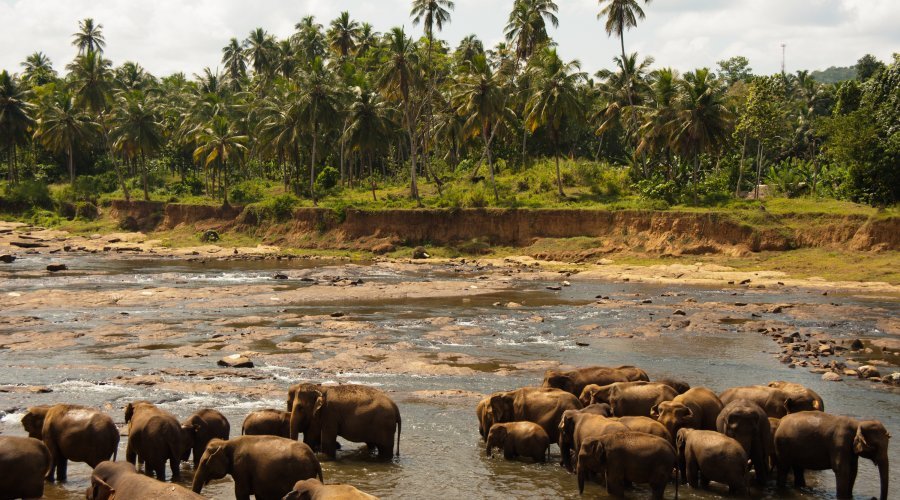 Elephants in Udawalawe