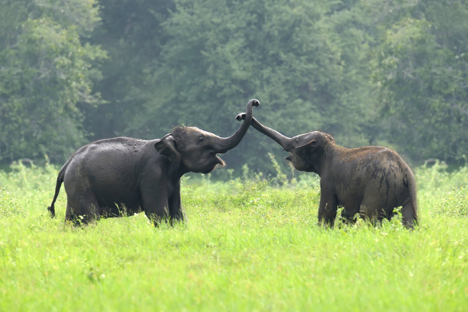 Wildlife Experience in Sri Lanka