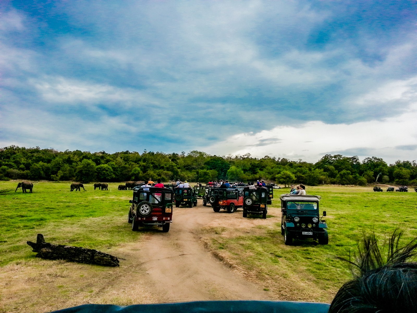 Minneriya National Park